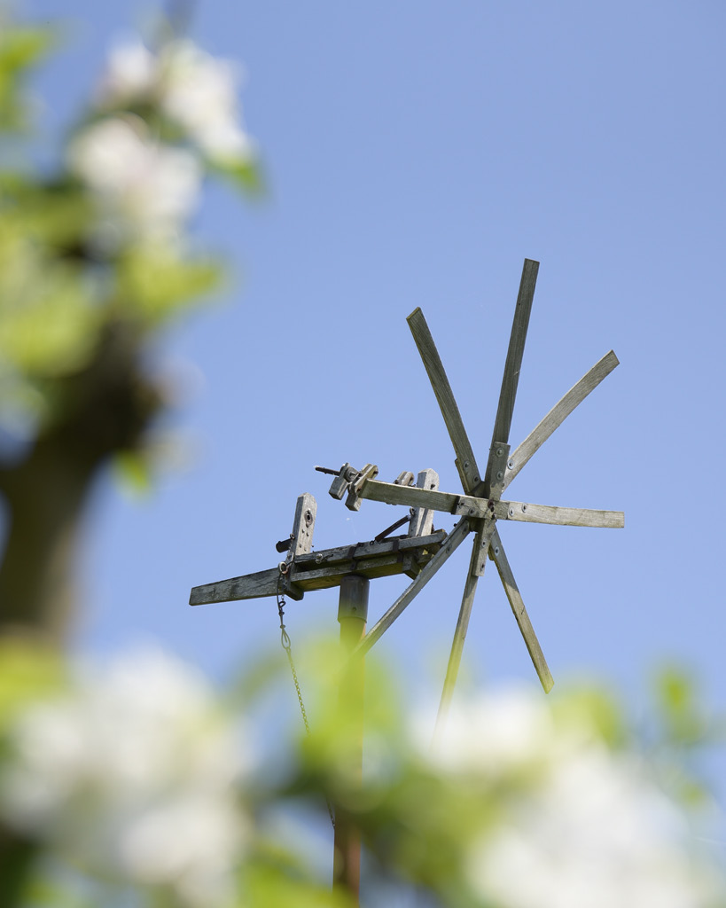 Holzrad mit Speichen auf einem Pfahl vor blauem Himmel und unscharfen Traubenblättern im Vordergrund