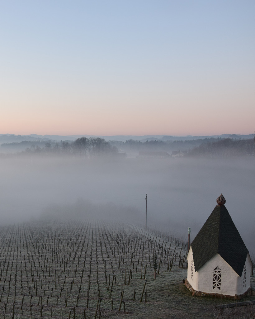 Weinberg mit Rebstöcken im Nebel und kleiner weißen Pavillon-Kirche mit spitzem Dach im Vordergrund
