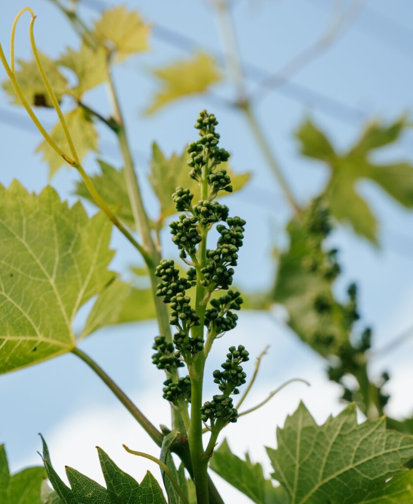 Nahaufnahme einer grünen Traubenblüte mit Blättern vor blauem Himmel